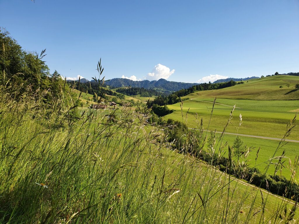 Sommerwiese