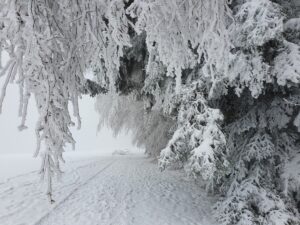 Winter Raureif