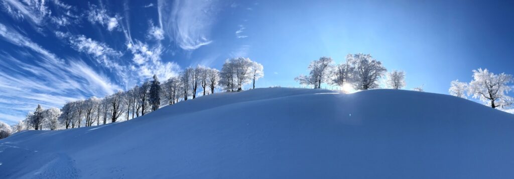 Hagstelli beim Ahorn im Winter