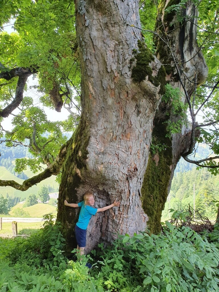 Ober Scheidegg