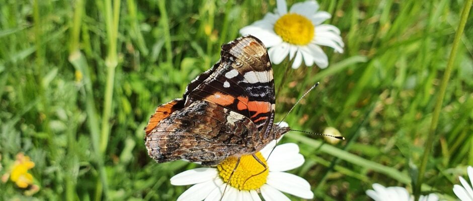 Schmetterling Sommer